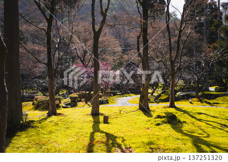 京都のしょうざん日本庭園の風景 京都のしょうざん日本庭園の風景 137251320
