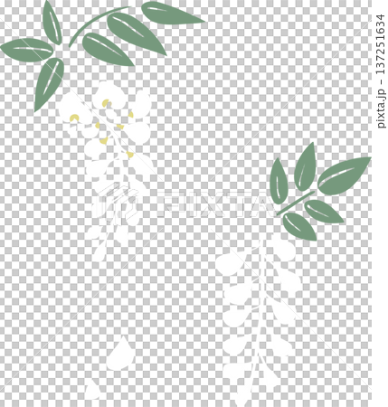 白いシンプルな藤の花イラスト|春の和風フラットベクター素材 白いシンプルな藤の花イラスト|春の和風フラットベクター素材 137251634