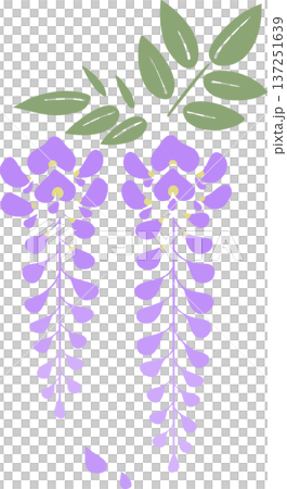 シンプルな藤の花イラスト|春の和風フラットベクター素材 シンプルな藤の花イラスト|春の和風フラットベクター素材 137251639
