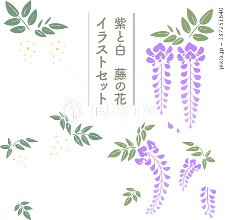 藤の花シンプルイラストセット（紫・白）｜春の和風ベクター素材 137251640