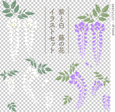 藤の花シンプルイラストセット（紫・白）｜春の和風ベクター素材 137251640