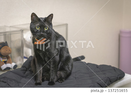 黒猫 黒猫 137251655