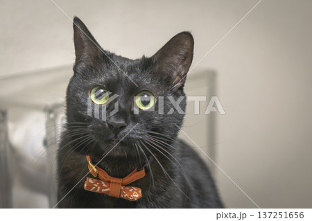黒猫 黒猫 137251656