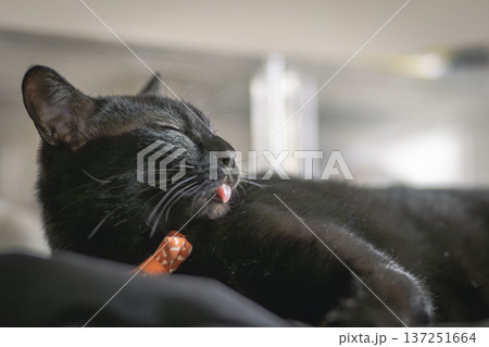黒猫 黒猫 137251664