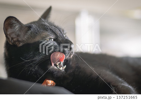 黒猫 黒猫 137251665