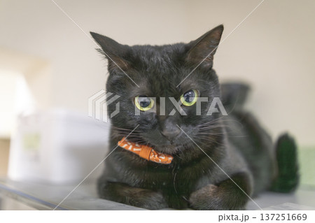 黒猫 黒猫 137251669