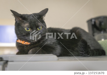 黒猫 黒猫 137251670