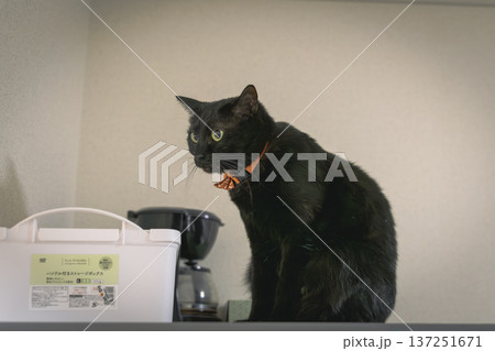 黒猫 137251671