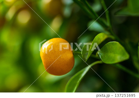 柑橘 柑橘系 シトラス 137251695