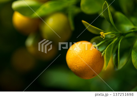 柑橘 柑橘系 シトラス 137251698