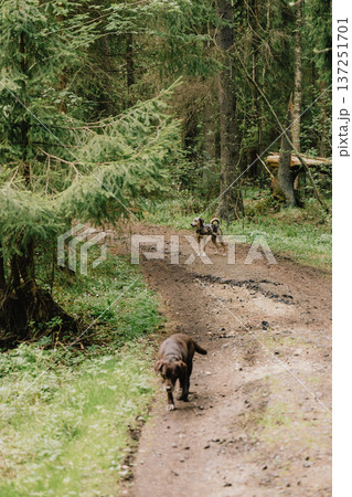 chocolate Labrador walks through forest or park in summer. dog training. taking care of animals. 137251701