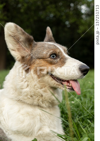 Cardigan Welsh corgi on walk in park with owner, dog is lying on grass with his tongue hanging out. 137251713