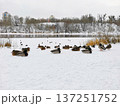 Ducks sit on the snow on city river. 137251752