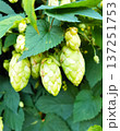 Green hop berries growing 137251753