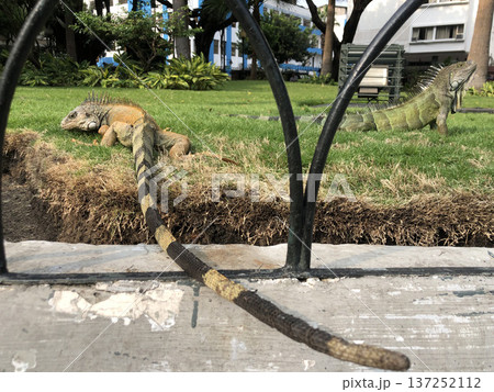 《エクアドル》グアヤキル、イグアナ公園 137252112
