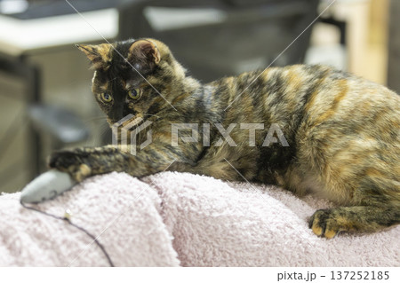 サビ猫 サビ猫 137252185