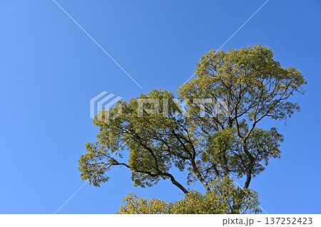 クスノキ（クスノキ科）クスノキ属 137252423