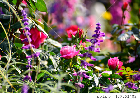 Roses in the garden with sunlight. Roses with green leaves in rural. Flower and plant. Roses in the garden with sunlight. Roses with green leaves in rural. Flower and plant. 137252485
