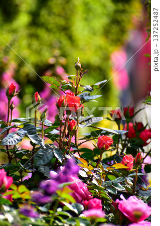 Roses in the garden with sunlight. Roses with green leaves in rural. Flower and plant. 137252487