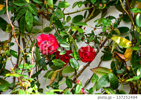 Roses in the garden with sunlight. Roses with green leaves in rural. Flower and plant. Roses in the garden with sunlight. Roses with green leaves in rural. Flower and plant. 137252494
