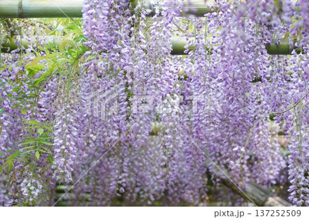 春の香り漂う藤の花 春の香り漂う藤の花 137252509