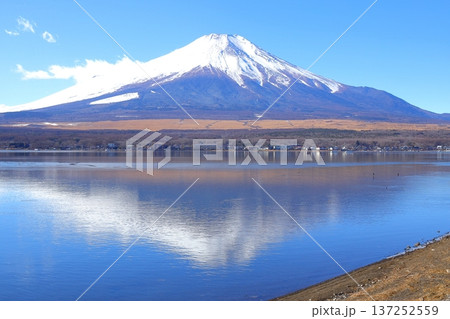 山中湖 長池親水公園からの富士山 山中湖 長池親水公園からの富士山 137252559