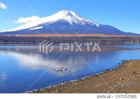 山中湖 長池親水公園からの富士山 山中湖 長池親水公園からの富士山 137252560