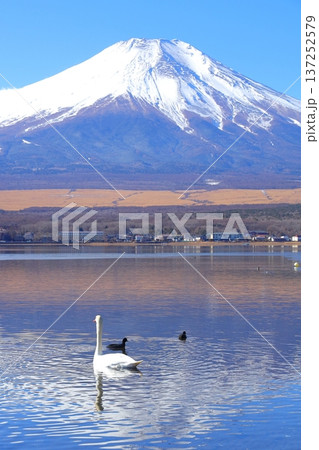 山中湖 長池親水公園からの富士山 山中湖 長池親水公園からの富士山 137252579
