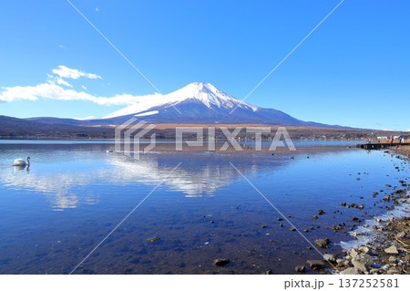 山中湖 長池親水公園からの富士山 山中湖 長池親水公園からの富士山 137252581