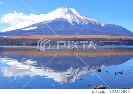 山中湖 長池親水公園からの富士山 山中湖 長池親水公園からの富士山 137252600