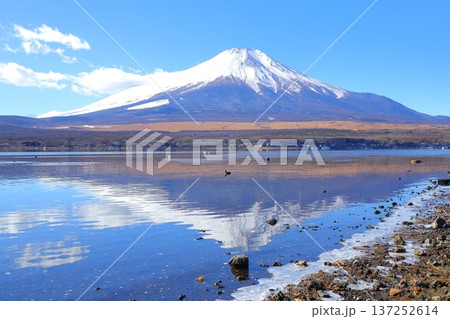 山中湖 長池親水公園からの富士山 山中湖 長池親水公園からの富士山 137252614
