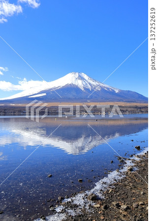 山中湖 長池親水公園からの富士山 山中湖 長池親水公園からの富士山 137252619