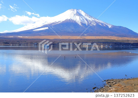 山中湖 長池親水公園からの富士山 137252623