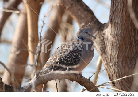 冬の柔らかな光を浴びるキジバトの静寂 137252655