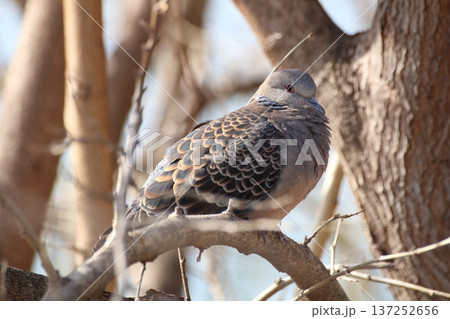 鱗のような羽毛が美しいキジバトの近影 137252656