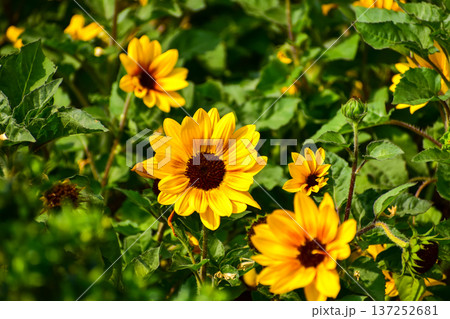 Sunflowers with green grass in the garden. Yellow sunflowers in the rural with sunlight. Flower and plant. 137252681