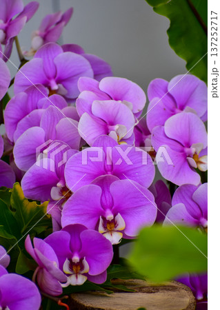 Purple orchid flowers in the garden.  Purple orchid flowers in rural. Flower and plant. 137252717