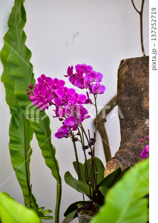 Purple orchid flowers in the garden.  Purple orchid flowers in rural. Flower and plant. 137252719