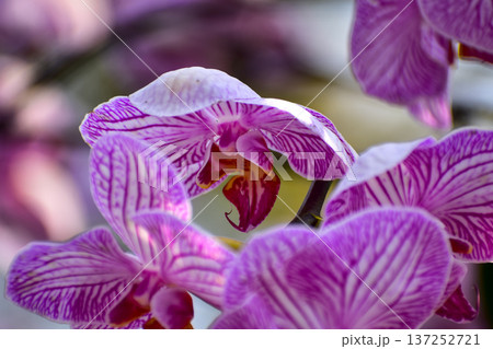 Purple orchid flowers in the garden.  Purple orchid flowers in rural. Flower and plant. 137252721
