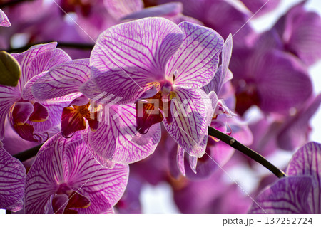 Purple orchid flowers in the garden. Purple orchid flowers in rural. Flower and plant. Purple orchid flowers in the garden. Purple orchid flowers in rural. Flower and plant. 137252724