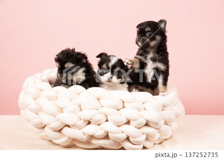 ピンクバックと3匹のチワワの仔犬 137252735