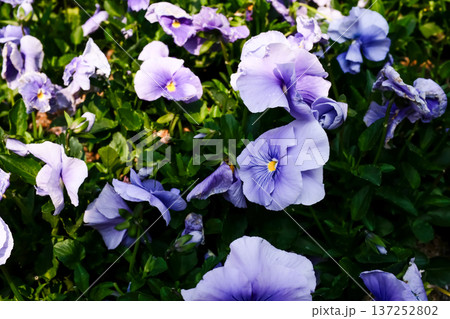 Close-up of light blue pansy, pansy viola, in the garden. Beautiful Lilac Viola flowers in the rural. Flower and plant. 137252802