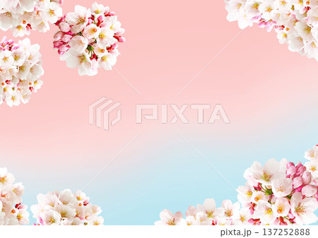 桜の花の背景 桜の花の背景 137252888