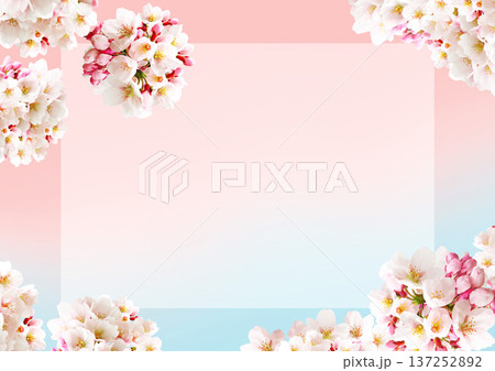 桜の花の背景 137252892