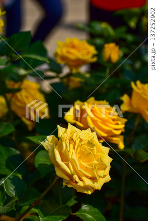 Close-up of yellow rose in the garden with sunlight on it. Yellow rosa with green leaves in the afternoon in rural. Flower and plant. Close-up of yellow rose in the garden with sunlight on it. Yellow rosa with green leaves in the afternoon in rural. Flower and plant. 137252902