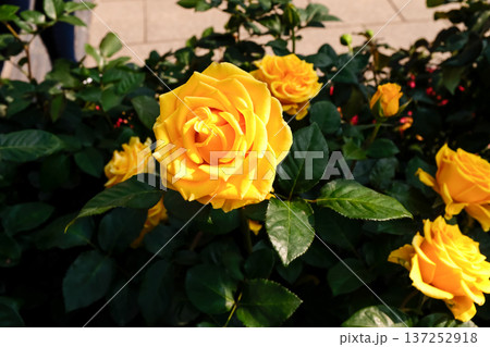 Close-up of yellow rose in the garden with sunlight on it. Yellow rosa with green leaves in the afternoon in rural. Flower and plant. Close-up of yellow rose in the garden with sunlight on it. Yellow rosa with green leaves in the afternoon in rural. Flower and plant. 137252918