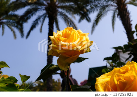 Close-up of yellow rose in the garden with sunlight on it. Yellow rosa with green leaves in the afternoon in rural. Flower and plant. Close-up of yellow rose in the garden with sunlight on it. Yellow rosa with green leaves in the afternoon in rural. Flower and plant. 137252923