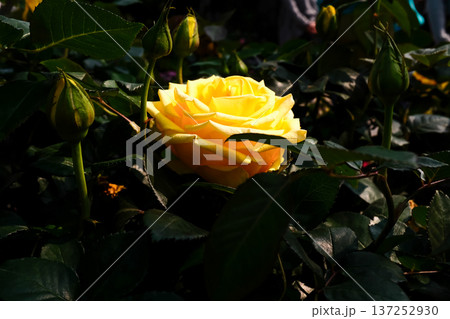 Close-up of yellow rose in the garden with sunlight on it. Yellow rosa with green leaves in the afternoon in rural. Flower and plant. Close-up of yellow rose in the garden with sunlight on it. Yellow rosa with green leaves in the afternoon in rural. Flower and plant. 137252930