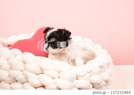 ピンクバックとチワワの仔犬 ピンクバックとチワワの仔犬 137252964