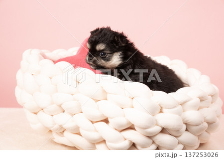 ピンクバックとチワワの仔犬 137253026